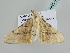  ( - BC ZSM Lep 105339)  @11 [ ] CreativeCommons - Attribution Non-Commercial Share-Alike (2019) SNSB, Staatliche Naturwissenschaftliche Sammlungen Bayerns ZSM (SNSB, Zoologische Staatssammlung Muenchen)