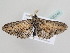  ( - BC ZSM Lep 105340)  @11 [ ] CreativeCommons - Attribution Non-Commercial Share-Alike (2019) SNSB, Staatliche Naturwissenschaftliche Sammlungen Bayerns ZSM (SNSB, Zoologische Staatssammlung Muenchen)