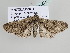  ( - BC ZSM Lep 105341)  @11 [ ] CreativeCommons - Attribution Non-Commercial Share-Alike (2019) SNSB, Staatliche Naturwissenschaftliche Sammlungen Bayerns ZSM (SNSB, Zoologische Staatssammlung Muenchen)