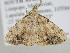  ( - BC ZSM Lep 105343)  @11 [ ] CreativeCommons - Attribution Non-Commercial Share-Alike (2019) SNSB, Staatliche Naturwissenschaftliche Sammlungen Bayerns ZSM (SNSB, Zoologische Staatssammlung Muenchen)