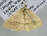  ( - BC ZSM Lep 105346)  @11 [ ] CreativeCommons - Attribution Non-Commercial Share-Alike (2019) SNSB, Staatliche Naturwissenschaftliche Sammlungen Bayerns ZSM (SNSB, Zoologische Staatssammlung Muenchen)