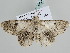  ( - BC ZSM Lep 105350)  @11 [ ] CreativeCommons - Attribution Non-Commercial Share-Alike (2019) SNSB, Staatliche Naturwissenschaftliche Sammlungen Bayerns ZSM (SNSB, Zoologische Staatssammlung Muenchen)