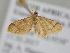 ( - BC ZSM Lep 105362)  @13 [ ] CreativeCommons - Attribution Non-Commercial Share-Alike (2019) SNSB, Staatliche Naturwissenschaftliche Sammlungen Bayerns ZSM (SNSB, Zoologische Staatssammlung Muenchen)