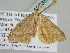 ( - BC ZSM Lep 105369)  @11 [ ] CreativeCommons - Attribution Non-Commercial Share-Alike (2019) SNSB, Staatliche Naturwissenschaftliche Sammlungen Bayerns ZSM (SNSB, Zoologische Staatssammlung Muenchen)
