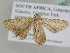  ( - BC ZSM Lep 105371)  @12 [ ] CreativeCommons - Attribution Non-Commercial Share-Alike (2019) SNSB, Staatliche Naturwissenschaftliche Sammlungen Bayerns ZSM (SNSB, Zoologische Staatssammlung Muenchen)