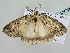  ( - BC ZSM Lep 105375)  @11 [ ] CreativeCommons - Attribution Non-Commercial Share-Alike (2019) SNSB, Staatliche Naturwissenschaftliche Sammlungen Bayerns ZSM (SNSB, Zoologische Staatssammlung Muenchen)