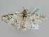  ( - BC ZSM Lep 105379)  @11 [ ] CreativeCommons - Attribution Non-Commercial Share-Alike (2019) SNSB, Staatliche Naturwissenschaftliche Sammlungen Bayerns ZSM (SNSB, Zoologische Staatssammlung Muenchen)