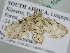  (Pasiphila BOLD:AEA2487 - BC ZSM Lep 105395)  @11 [ ] CreativeCommons - Attribution Non-Commercial Share-Alike (2019) SNSB, Staatliche Naturwissenschaftliche Sammlungen Bayerns ZSM (SNSB, Zoologische Staatssammlung Muenchen)