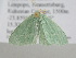  ( - BC ZSM Lep 105402)  @11 [ ] CreativeCommons - Attribution Non-Commercial Share-Alike (2019) SNSB, Staatliche Naturwissenschaftliche Sammlungen Bayerns ZSM (SNSB, Zoologische Staatssammlung Muenchen)