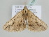  ( - BC ZSM Lep 105408)  @11 [ ] CreativeCommons - Attribution Non-Commercial Share-Alike (2019) SNSB, Staatliche Naturwissenschaftliche Sammlungen Bayerns ZSM (SNSB, Zoologische Staatssammlung Muenchen)