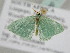  ( - BC ZSM Lep 105413)  @11 [ ] CreativeCommons - Attribution Non-Commercial Share-Alike (2019) SNSB, Staatliche Naturwissenschaftliche Sammlungen Bayerns ZSM (SNSB, Zoologische Staatssammlung Muenchen)