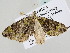  ( - BC ZSM Lep 105423)  @11 [ ] CreativeCommons - Attribution Non-Commercial Share-Alike (2019) SNSB, Staatliche Naturwissenschaftliche Sammlungen Bayerns ZSM (SNSB, Zoologische Staatssammlung Muenchen)