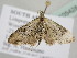  ( - BC ZSM Lep 105428)  @11 [ ] CreativeCommons - Attribution Non-Commercial Share-Alike (2019) SNSB, Staatliche Naturwissenschaftliche Sammlungen Bayerns ZSM (SNSB, Zoologische Staatssammlung Muenchen)