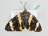  ( - BC ZSM Lep 105435)  @11 [ ] CreativeCommons - Attribution Non-Commercial Share-Alike (2019) SNSB, Staatliche Naturwissenschaftliche Sammlungen Bayerns ZSM (SNSB, Zoologische Staatssammlung Muenchen)