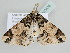  ( - BC ZSM Lep 105436)  @11 [ ] CreativeCommons - Attribution Non-Commercial Share-Alike (2019) SNSB, Staatliche Naturwissenschaftliche Sammlungen Bayerns ZSM (SNSB, Zoologische Staatssammlung Muenchen)