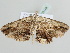  ( - BC ZSM Lep 105448)  @11 [ ] CreativeCommons - Attribution Non-Commercial Share-Alike (2019) SNSB, Staatliche Naturwissenschaftliche Sammlungen Bayerns ZSM (SNSB, Zoologische Staatssammlung Muenchen)
