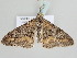  ( - BC ZSM Lep 105455)  @11 [ ] CreativeCommons - Attribution Non-Commercial Share-Alike (2019) SNSB, Staatliche Naturwissenschaftliche Sammlungen Bayerns ZSM (SNSB, Zoologische Staatssammlung Muenchen)