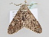 ( - BC ZSM Lep 105456)  @11 [ ] CreativeCommons - Attribution Non-Commercial Share-Alike (2019) SNSB, Staatliche Naturwissenschaftliche Sammlungen Bayerns ZSM (SNSB, Zoologische Staatssammlung Muenchen)