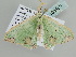  ( - BC ZSM Lep 105483)  @11 [ ] CreativeCommons - Attribution Non-Commercial Share-Alike (2019) SNSB, Staatliche Naturwissenschaftliche Sammlungen Bayerns ZSM (SNSB, Zoologische Staatssammlung Muenchen)