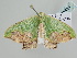  ( - BC ZSM Lep 105484)  @11 [ ] CreativeCommons - Attribution Non-Commercial Share-Alike (2019) SNSB, Staatliche Naturwissenschaftliche Sammlungen Bayerns ZSM (SNSB, Zoologische Staatssammlung Muenchen)