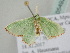  ( - BC ZSM Lep 105492)  @11 [ ] CreativeCommons - Attribution Non-Commercial Share-Alike (2019) SNSB, Staatliche Naturwissenschaftliche Sammlungen Bayerns ZSM (SNSB, Zoologische Staatssammlung Muenchen)
