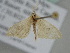  ( - BC ZSM Lep 105498)  @11 [ ] CreativeCommons - Attribution Non-Commercial Share-Alike (2019) SNSB, Staatliche Naturwissenschaftliche Sammlungen Bayerns ZSM (SNSB, Zoologische Staatssammlung Muenchen)