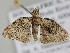  (Pasiphila derasa - BC ZSM Lep 105506)  @11 [ ] CreativeCommons - Attribution Non-Commercial Share-Alike (2019) SNSB, Staatliche Naturwissenschaftliche Sammlungen Bayerns ZSM (SNSB, Zoologische Staatssammlung Muenchen)