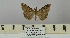  ( - BC ZSM Lep 106402)  @11 [ ] CreativeCommons - Attribution Non-Commercial Share-Alike (2019) SNSB, Staatliche Naturwissenschaftliche Sammlungen Bayerns ZSM (SNSB, Zoologische Staatssammlung Muenchen)