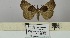  (Hypena fusculalis - BC ZSM Lep 106443)  @11 [ ] CreativeCommons - Attribution Non-Commercial Share-Alike (2019) SNSB, Staatliche Naturwissenschaftliche Sammlungen Bayerns ZSM (SNSB, Zoologische Staatssammlung Muenchen)