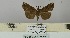  (Hypena polycyma - BC ZSM Lep 106450)  @13 [ ] CreativeCommons - Attribution Non-Commercial Share-Alike (2019) SNSB, Staatliche Naturwissenschaftliche Sammlungen Bayerns ZSM (SNSB, Zoologische Staatssammlung Muenchen)