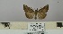  (Hypena simplicalis - BC ZSM Lep 106453)  @11 [ ] CreativeCommons - Attribution Non-Commercial Share-Alike (2019) SNSB, Staatliche Naturwissenschaftliche Sammlungen Bayerns ZSM (SNSB, Zoologische Staatssammlung Muenchen)