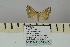  ( - BC ZSM Lep 106461)  @11 [ ] CreativeCommons - Attribution Non-Commercial Share-Alike (2019) SNSB, Staatliche Naturwissenschaftliche Sammlungen Bayerns ZSM (SNSB, Zoologische Staatssammlung Muenchen)