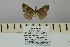  ( - BC ZSM Lep 106464)  @11 [ ] CreativeCommons - Attribution Non-Commercial Share-Alike (2019) SNSB, Staatliche Naturwissenschaftliche Sammlungen Bayerns ZSM (SNSB, Zoologische Staatssammlung Muenchen)