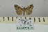  (Hypena fumidalis - BC ZSM Lep 106465)  @12 [ ] CreativeCommons - Attribution Non-Commercial Share-Alike (2019) SNSB, Staatliche Naturwissenschaftliche Sammlungen Bayerns ZSM (SNSB, Zoologische Staatssammlung Muenchen)