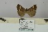  (Hypena euthygramma - BC ZSM Lep 106476)  @11 [ ] CreativeCommons - Attribution Non-Commercial Share-Alike (2019) SNSB, Staatliche Naturwissenschaftliche Sammlungen Bayerns ZSM (SNSB, Zoologische Staatssammlung Muenchen)