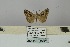  ( - BC ZSM Lep 106488)  @11 [ ] CreativeCommons - Attribution Non-Commercial Share-Alike (2019) SNSB, Staatliche Naturwissenschaftliche Sammlungen Bayerns ZSM (SNSB, Zoologische Staatssammlung Muenchen)