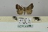  ( - BC ZSM Lep 106492)  @11 [ ] CreativeCommons - Attribution Non-Commercial Share-Alike (2019) SNSB, Staatliche Naturwissenschaftliche Sammlungen Bayerns ZSM (SNSB, Zoologische Staatssammlung Muenchen)