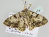  ( - BC ZSM Lep 105510)  @11 [ ] CreativeCommons - Attribution Non-Commercial Share-Alike (2019) SNSB, Staatliche Naturwissenschaftliche Sammlungen Bayerns ZSM (SNSB, Zoologische Staatssammlung Muenchen)