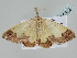 ( - BC ZSM Lep 105512)  @11 [ ] CreativeCommons - Attribution Non-Commercial Share-Alike (2019) SNSB, Staatliche Naturwissenschaftliche Sammlungen Bayerns ZSM (SNSB, Zoologische Staatssammlung Muenchen)