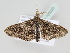  ( - BC ZSM Lep 105520)  @12 [ ] CreativeCommons - Attribution Non-Commercial Share-Alike (2019) SNSB, Staatliche Naturwissenschaftliche Sammlungen Bayerns ZSM (SNSB, Zoologische Staatssammlung Muenchen)