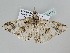  ( - BC ZSM Lep 105526)  @11 [ ] CreativeCommons - Attribution Non-Commercial Share-Alike (2019) SNSB, Staatliche Naturwissenschaftliche Sammlungen Bayerns ZSM (SNSB, Zoologische Staatssammlung Muenchen)