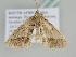  ( - BC ZSM Lep 105535)  @11 [ ] CreativeCommons - Attribution Non-Commercial Share-Alike (2019) SNSB, Staatliche Naturwissenschaftliche Sammlungen Bayerns ZSM (SNSB, Zoologische Staatssammlung Muenchen)