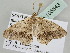  ( - BC ZSM Lep 105543)  @12 [ ] CreativeCommons - Attribution Non-Commercial Share-Alike (2019) SNSB, Staatliche Naturwissenschaftliche Sammlungen Bayerns ZSM (SNSB, Zoologische Staatssammlung Muenchen)