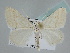  ( - BC ZSM Lep 105549)  @11 [ ] CreativeCommons - Attribution Non-Commercial Share-Alike (2019) SNSB, Staatliche Naturwissenschaftliche Sammlungen Bayerns ZSM (SNSB, Zoologische Staatssammlung Muenchen)