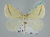  ( - BC ZSM Lep 105559)  @11 [ ] CreativeCommons - Attribution Non-Commercial Share-Alike (2019) SNSB, Staatliche Naturwissenschaftliche Sammlungen Bayerns ZSM (SNSB, Zoologische Staatssammlung Muenchen)