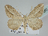  ( - BC ZSM Lep 105565)  @11 [ ] CreativeCommons - Attribution Non-Commercial Share-Alike (2019) SNSB, Staatliche Naturwissenschaftliche Sammlungen Bayerns ZSM (SNSB, Zoologische Staatssammlung Muenchen)
