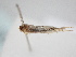  (Blastobasis millicentae - BC ZSM Lep 105650)  @12 [ ] CreativeCommons - Attribution Non-Commercial Share-Alike (2019) SNSB, Staatliche Naturwissenschaftliche Sammlungen Bayerns ZSM (SNSB, Zoologische Staatssammlung Muenchen)