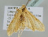  ( - BC ZSM Lep 105688)  @11 [ ] CreativeCommons - Attribution Non-Commercial Share-Alike (2019) SNSB, Staatliche Naturwissenschaftliche Sammlungen Bayerns ZSM (SNSB, Zoologische Staatssammlung Muenchen)