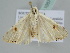  ( - BC ZSM Lep 105717)  @12 [ ] CreativeCommons - Attribution Non-Commercial Share-Alike (2019) SNSB, Staatliche Naturwissenschaftliche Sammlungen Bayerns ZSM (SNSB, Zoologische Staatssammlung Muenchen)