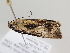  ( - BC ZSM Lep 105727)  @11 [ ] CreativeCommons - Attribution Non-Commercial Share-Alike (2019) SNSB, Staatliche Naturwissenschaftliche Sammlungen Bayerns ZSM (SNSB, Zoologische Staatssammlung Muenchen)